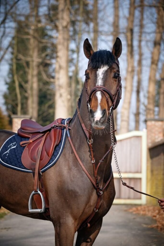 horse saddle near me